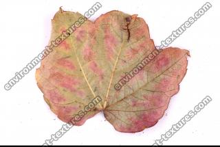 Photo Texture of Leaf 0053